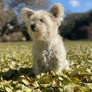 Meet your Posher, Abigail